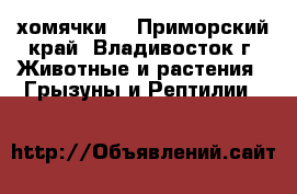 хомячки  - Приморский край, Владивосток г. Животные и растения » Грызуны и Рептилии   